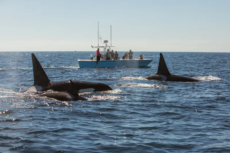 Slide: The Image of A 2006 Albin 26 Center Console boat on the sea, surrounded by three orcas. - 20
