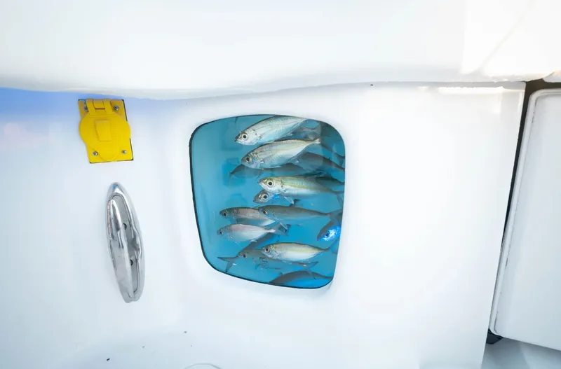 Slide: The Image of Fish swimming in an aquarium on a boat, surrounded by white interior. - 31