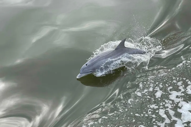 Slide: The Image of Dolphin swimming alongside a 2002 President Trawler, creating splashes in the water. - 118