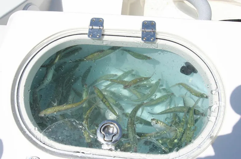 Slide: The Image of Manufacturer Provided Image: Livewell with fish on a 2016 Cobia 237 Center Console boat. - 12