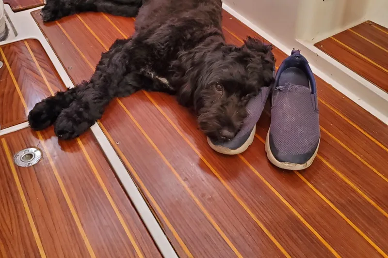 Slide: The Image of Black dog resting on boat's wooden floor beside worn shoes, Catalina 36 MkII, 2000. - 38