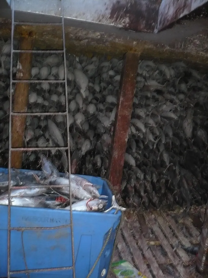 Slide: The Image of Custom ALBACORE TROLLER 1979 - 11