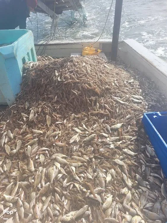 Slide: The Image of Landry 52 1988 - 13977504