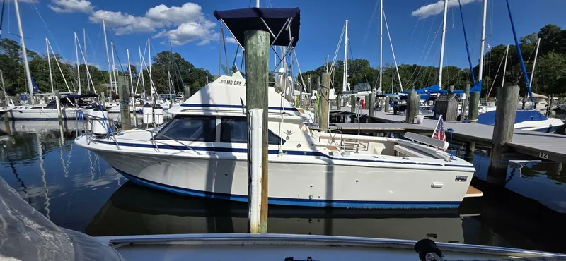 The Image of Bertram 28 Flybridge 1983 - 0
