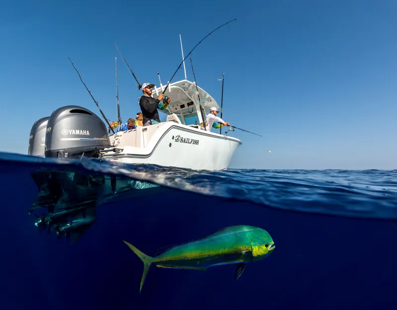 Slide: The Image of Sailfish 272 CC 2027 - 1