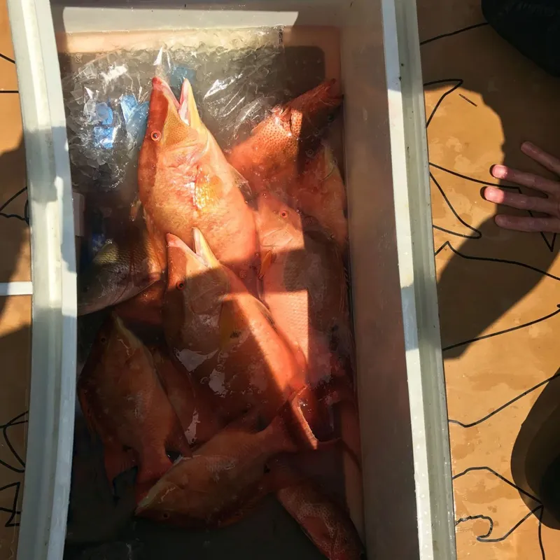 Slide: The Image of Fishbox - 1814297