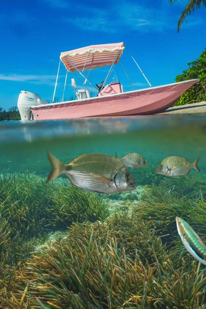 Slide: The Image of Palm Yacht 17 - Exterior Profile 2024 Palm Yacht Picnic 17 - 4023171