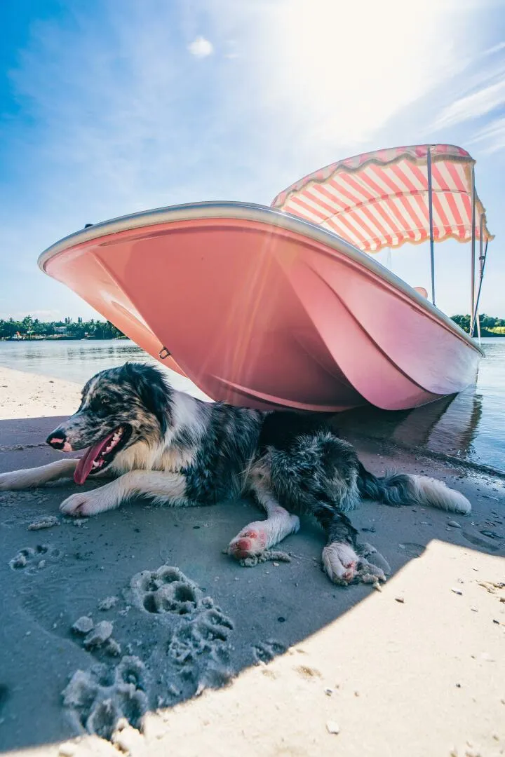 Slide: The Image of Palm Yacht 17 - Exterior Bow Port 2024 Palm Yacht Picnic 17 - 4023184