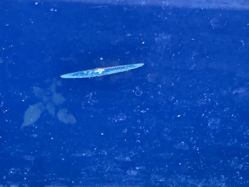 Slide: The Image of Regal 3360 Window Express 2006 - 4751058