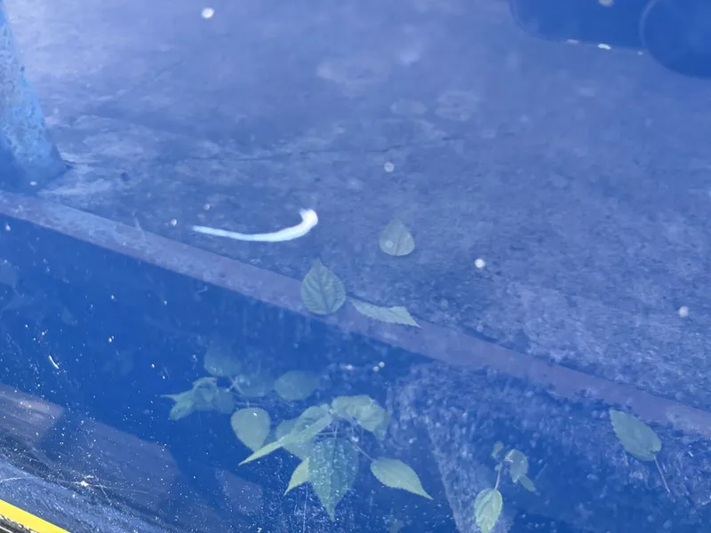 Slide: The Image of Regal 3360 Window Express 2006 - 4751064