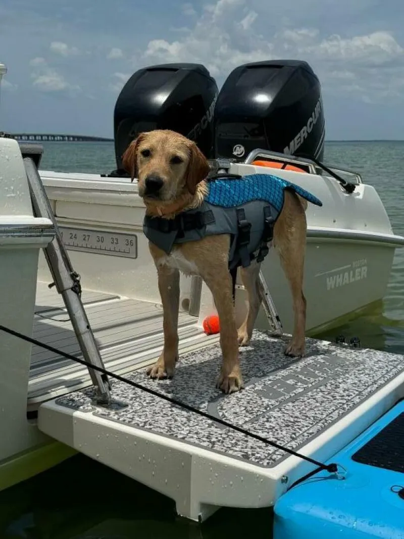 Slide: The Image of Boston Whaler 270 Dauntless 2016 - 4954118