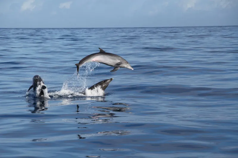 Slide: The Image of Zodiac 920 2001 - 5104427