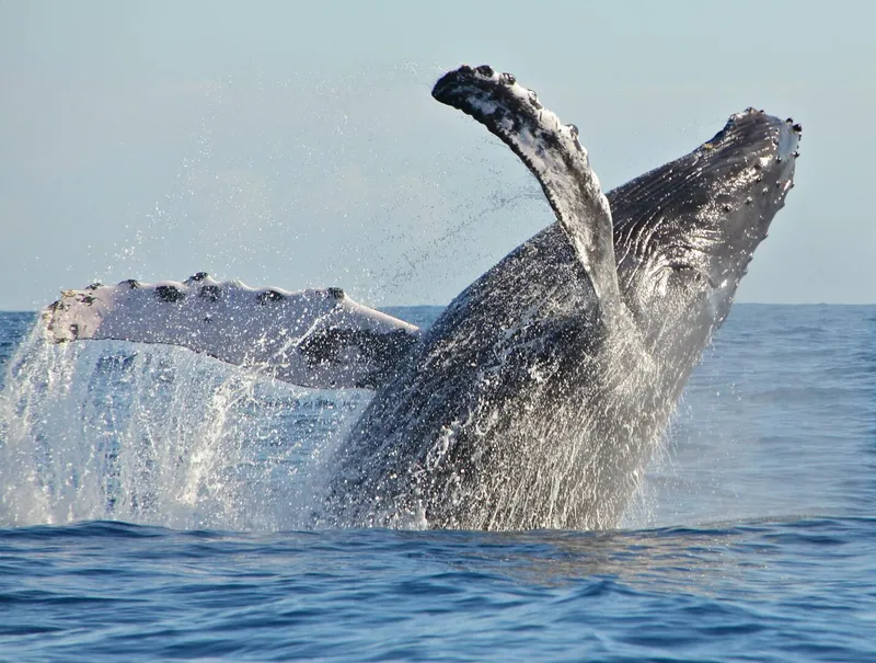 Slide: The Image of Zodiac 920 2001 - 5104429