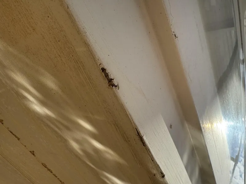 Slide: The Image of Chaparral Signature 27 Cabin Cruiser 1994 - 5285609