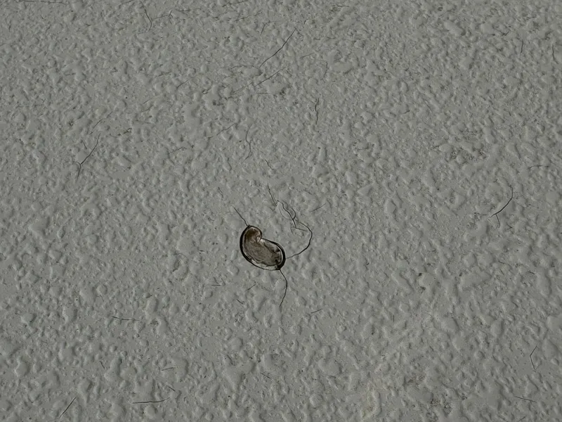 Slide: The Image of Chaparral Signature 27 Cabin Cruiser 1994 - 5285505