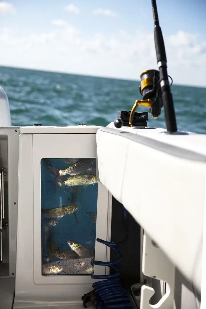 Slide: The Image of Blackfin 272 CC 2020 - 5423023