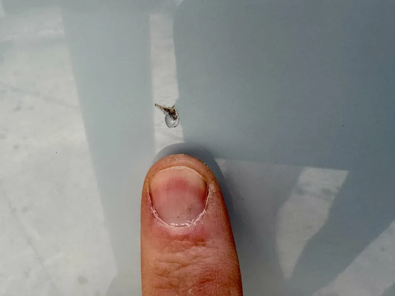 Slide: The Image of Cobia 280 DC 2022 - 5822139