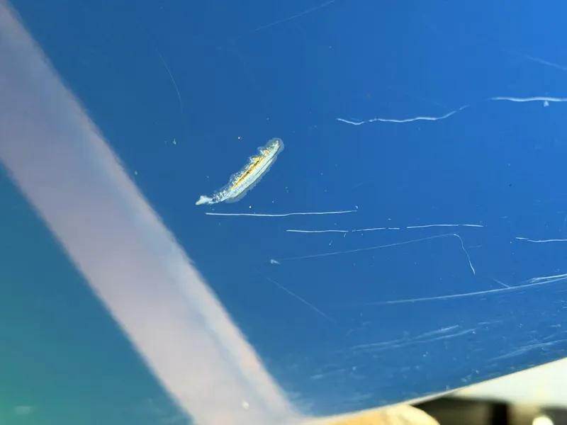 Slide: The Image of Correct Craft Air Nautique SV-211 Team Edition 2006 - 5989166