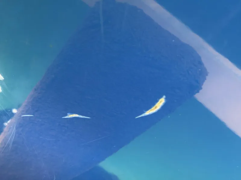 Slide: The Image of Correct Craft Air Nautique SV-211 Team Edition 2006 - 5989169