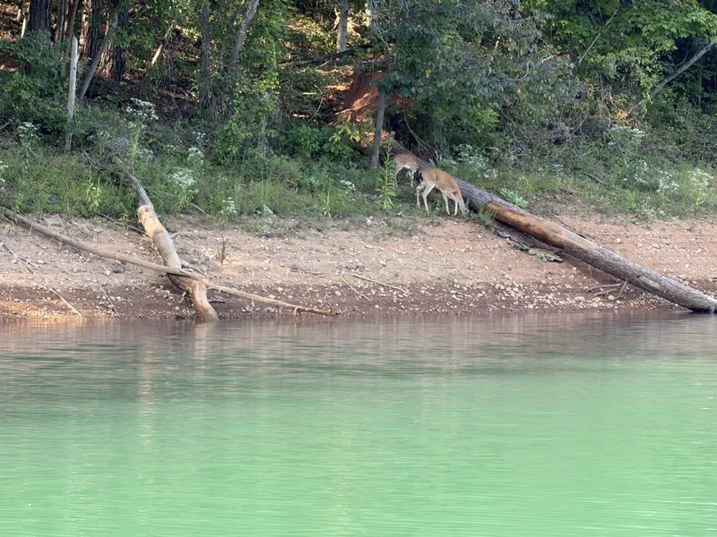 Slide: The Image of Wildlife Viewed from Floating Cabin - 7766402