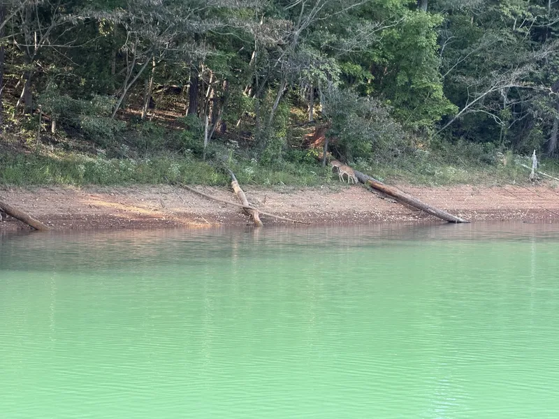 Slide: The Image of Wildlife Viewed from Floating Cabin - 7766401
