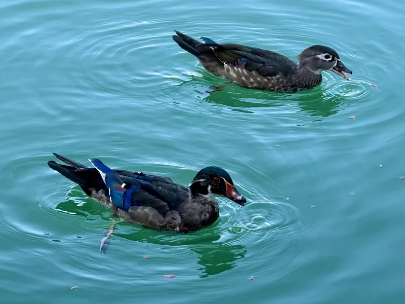 Slide: The Image of Wildlife Viewed from Floating Cabin - 7766960