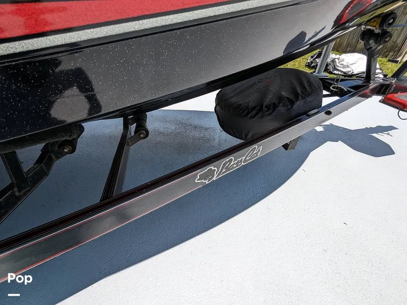 Slide: The Image of Bass Cat Eyra 2015 - 14113957