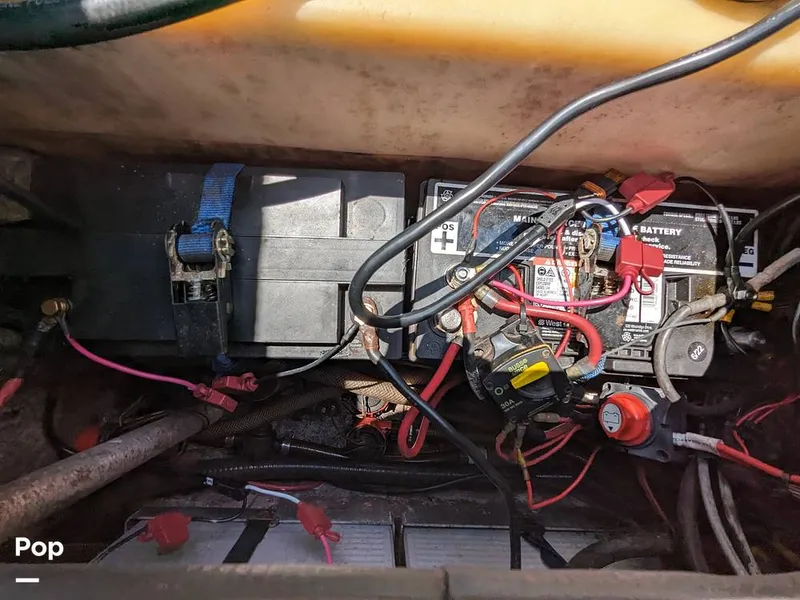 Slide: The Image of Bass Cat Eyra 2015 - 14113879