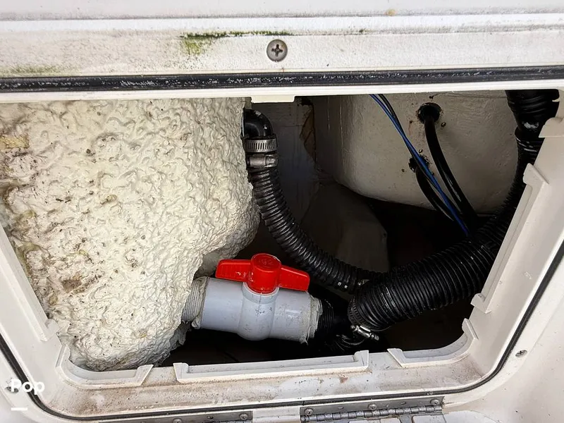 Slide: The Image of Sailfish 242 CC 2023 - 15369859