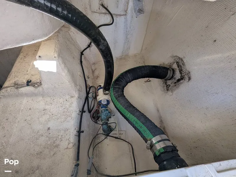 Slide: The Image of Sailfish 242 CC 2024 - 16204338