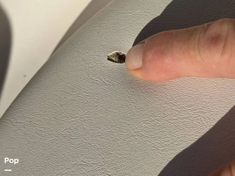 Slide: The Image of Chaparral Suncoast 230 2016 - 16253386