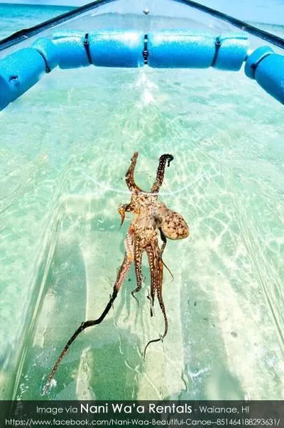 Slide: The Image of Crystal Kayak Explorer 2023 with octopus in clear waters, Nani Wa'a Rentals, Waianae, HI. - 3