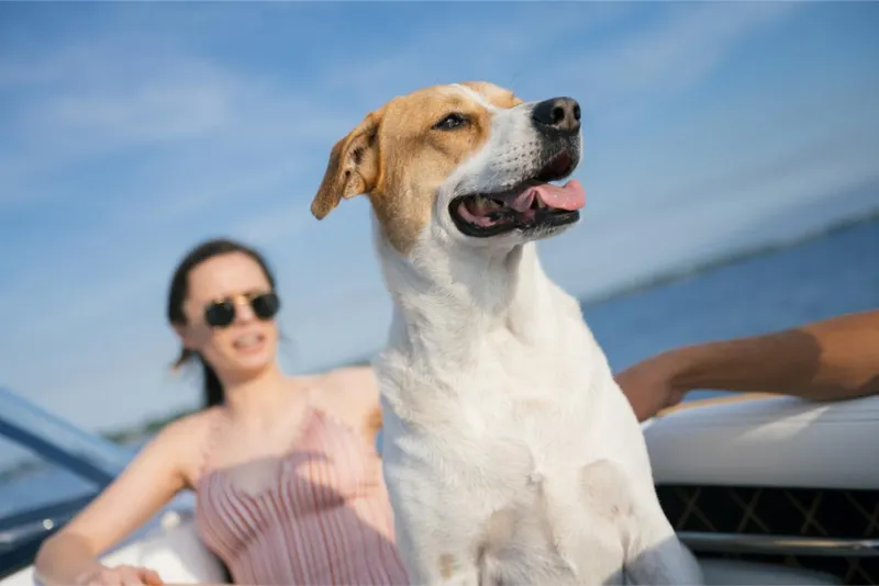Slide: The Image of Woman and dog enjoying a ride on a 2023 Nautique Super Air GS22E boat. - 45