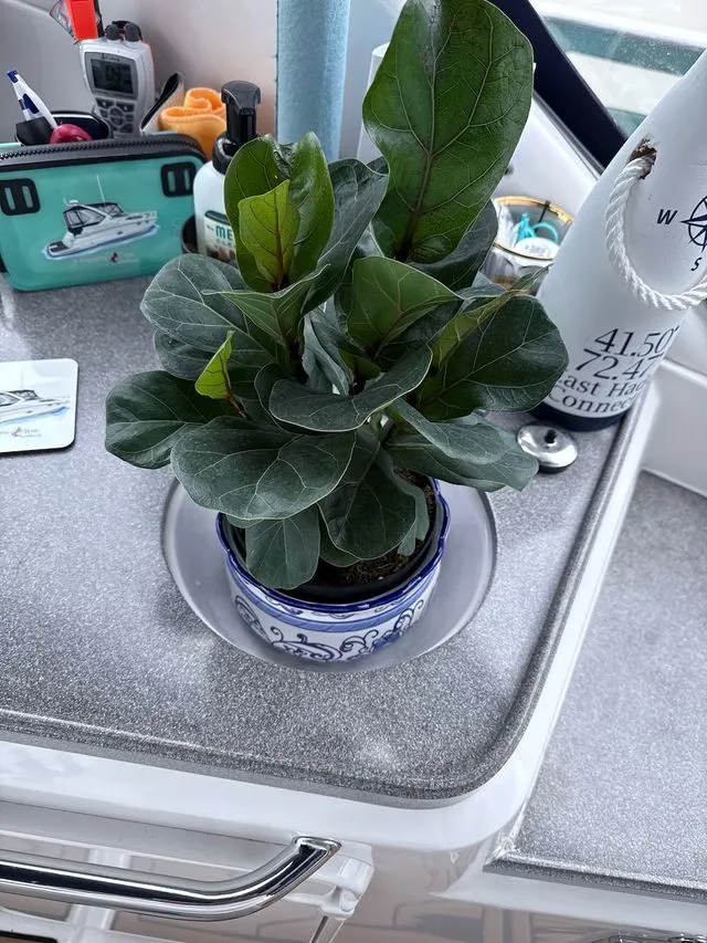 Slide: The Image of Fiddle leaf fig plant on Regal 3360 Window Express boat, 2008. - 18