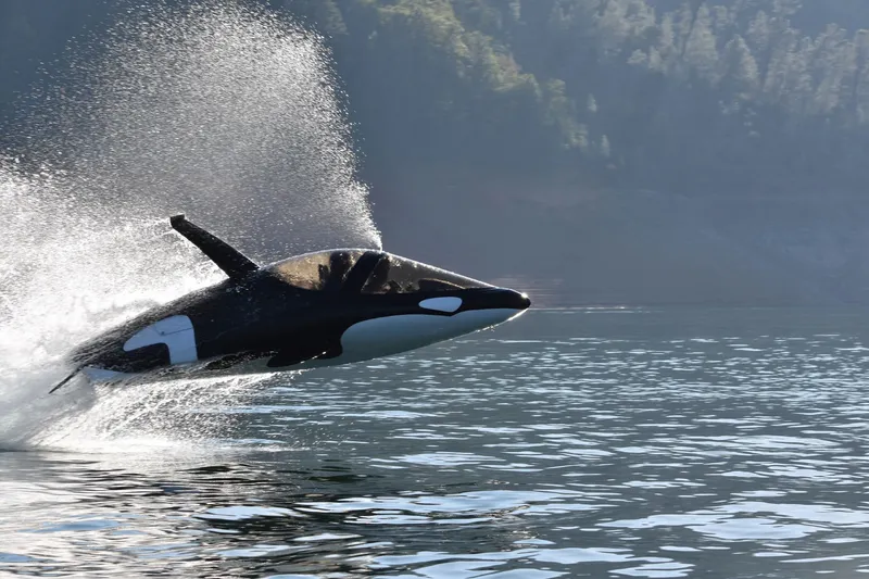 Slide: The Image of Seabreacher Model Z Killer Whale "Eclipse Tide" 2019 - 8