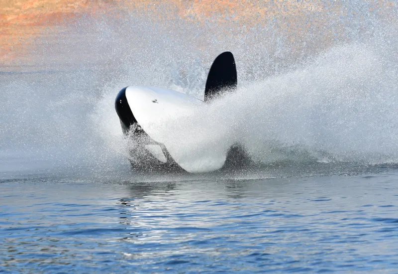 Slide: The Image of Seabreacher Model Z Killer Whale "Eclipse Tide" 2019 - 10