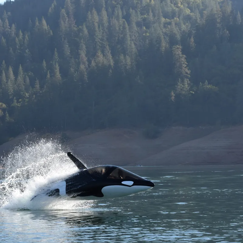 Slide: The Image of Seabreacher Model Z Killer Whale "Eclipse Tide" 2019 - 6