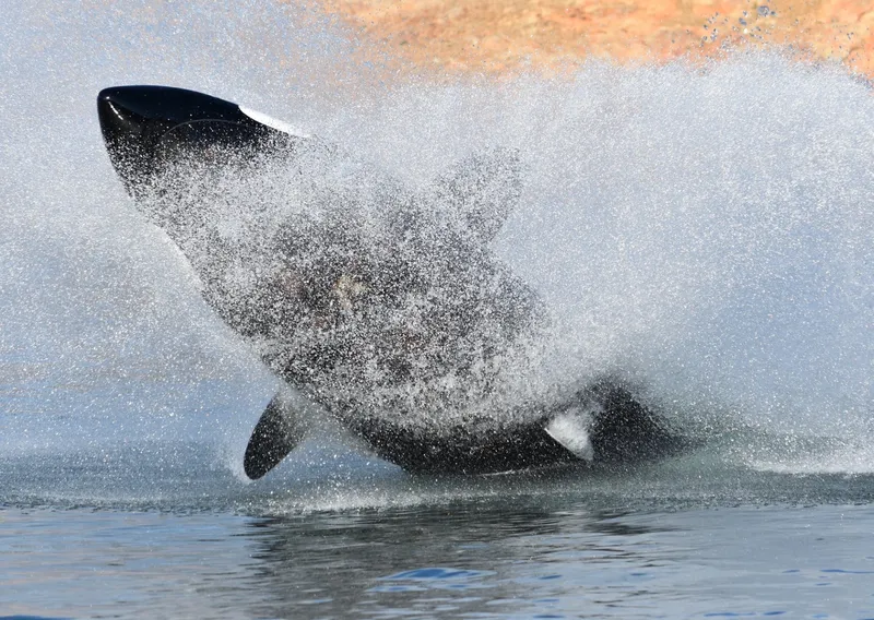The Image of Seabreacher Model Z Killer Whale "Eclipse Tide" 2019 - undefined