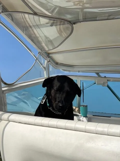 Slide: The Image of Tiara 4300 Open 1991 - 67