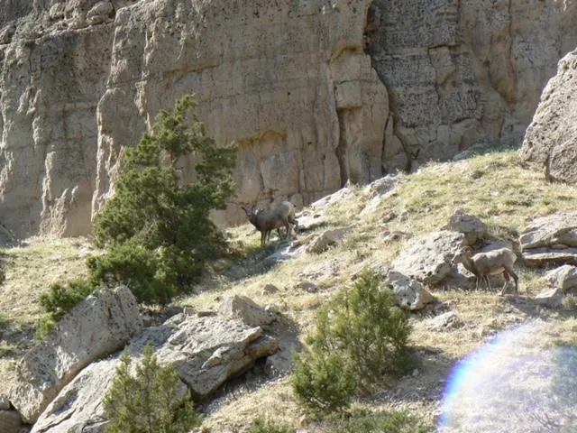 Slide: The Image of Mountain goats grazing on rocky hillside with cliff background, 1987. - 31