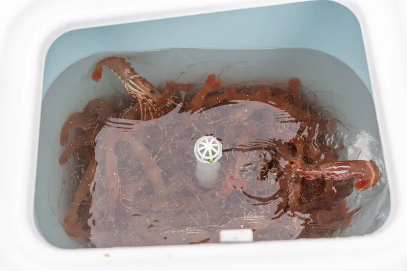 Slide: The Image of Solara 250 Dual Console 2024 - 41