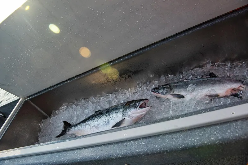 Slide: The Image of Freshly caught fish on ice in a 2023 Spartan 220 Maximus Pro boat. - 29