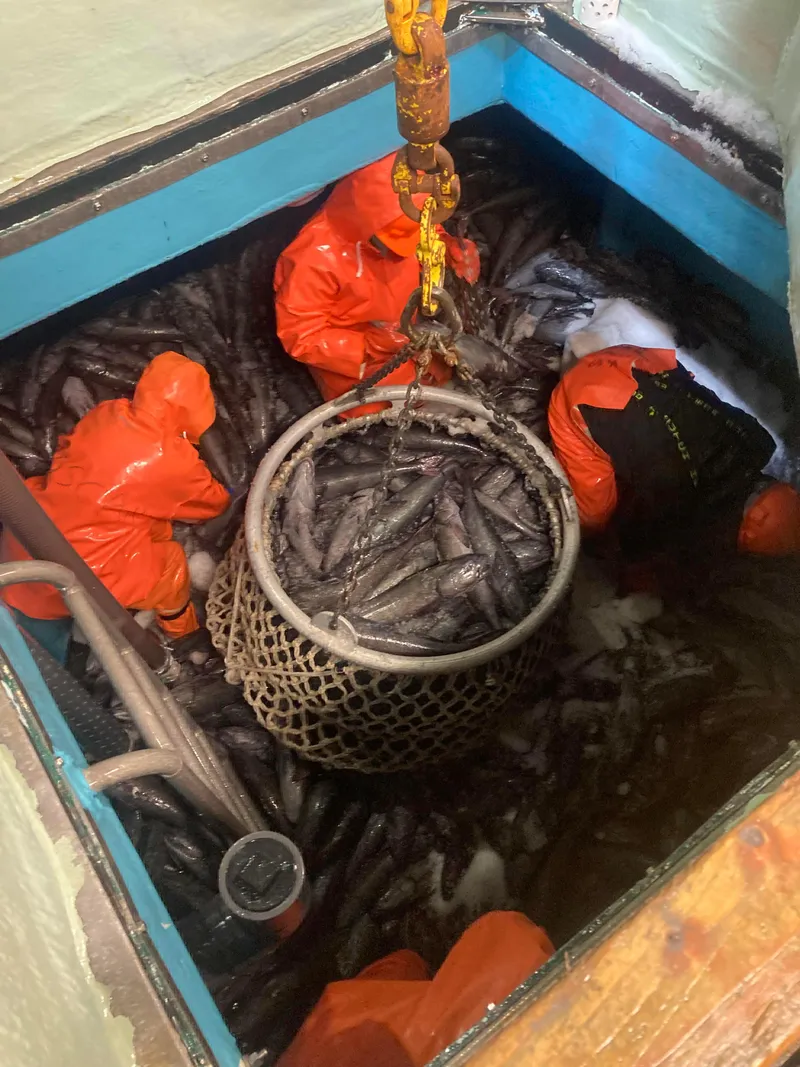 Slide: The Image of Workers in orange suits handling fish in a 1979 Custom Longline/Tender/Crabber vessel. - 7