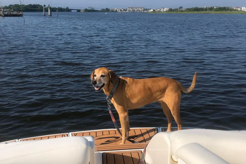 Slide: The Image of Dog on a 2001 Sea Ray 290 Bowrider boat enjoying the water. - 10