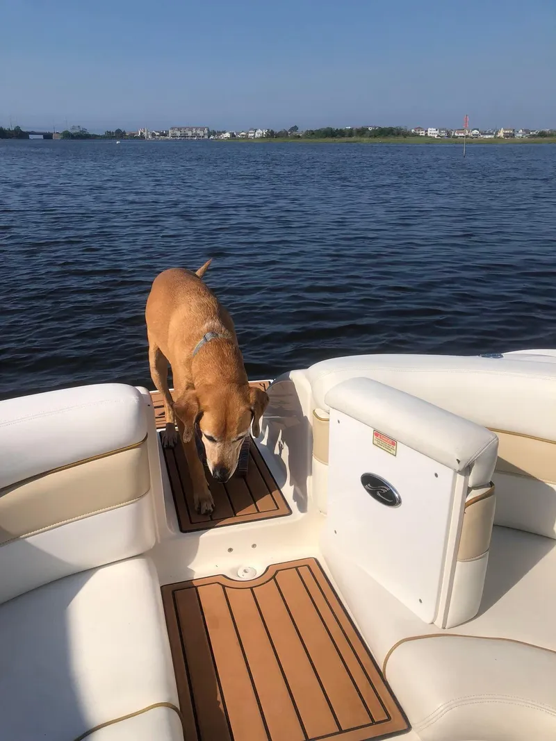 Slide: The Image of Dog on a 2001 Sea Ray 290 Bowrider boat on a sunny day. - 6