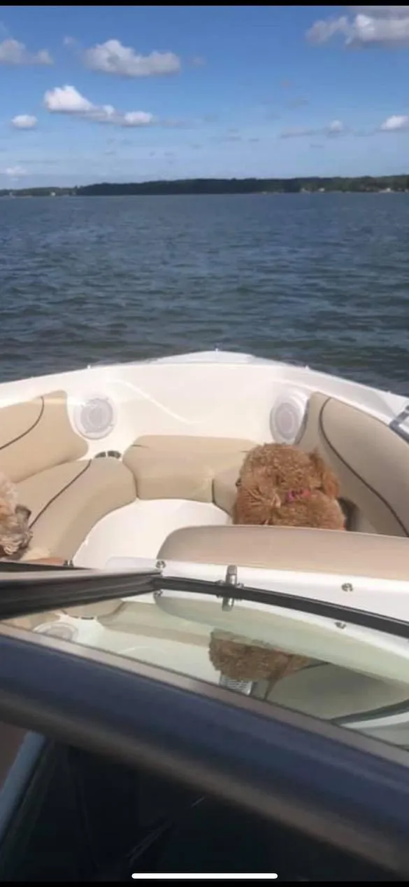 Slide: The Image of 2014 Rinker 246 Captiva Bowrider on a lake with dogs on the bow. - 10