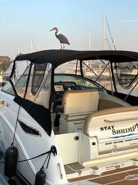 Slide: The Image of 2018 Sea Ray Sundancer 260 with heron perched on top, docked at marina. - 8