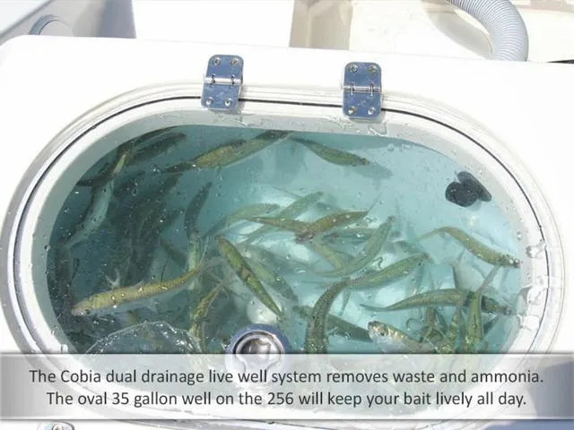 Slide: The Image of Cobia 256CC 2015 - 24