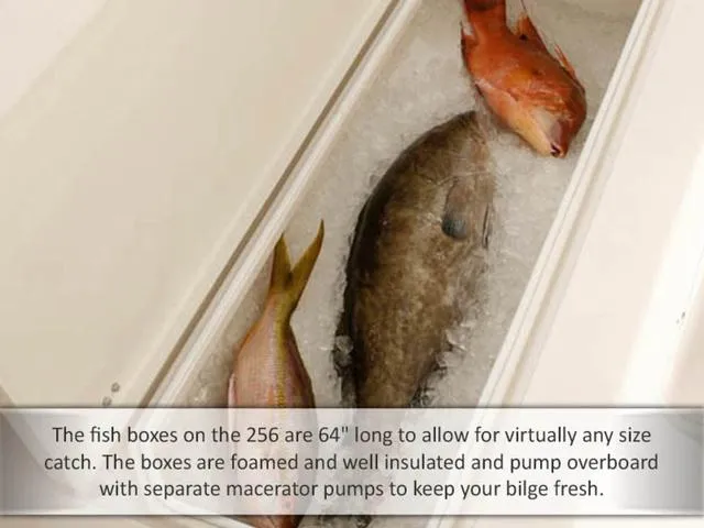 Slide: The Image of Cobia 256CC 2015 - 25