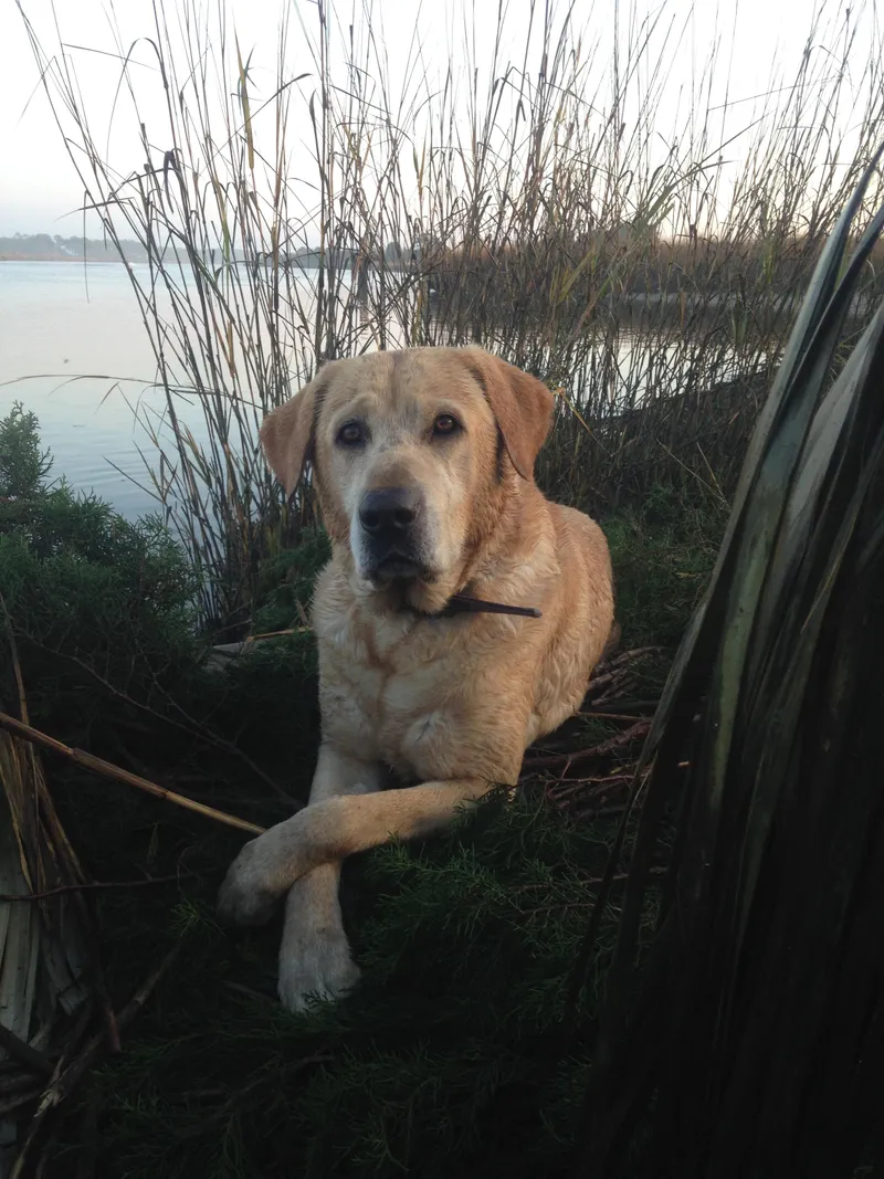 Slide: The Image of War Eagle 648 Ldv 2025 - 1